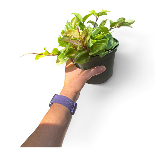 6" Hoya Tricolor