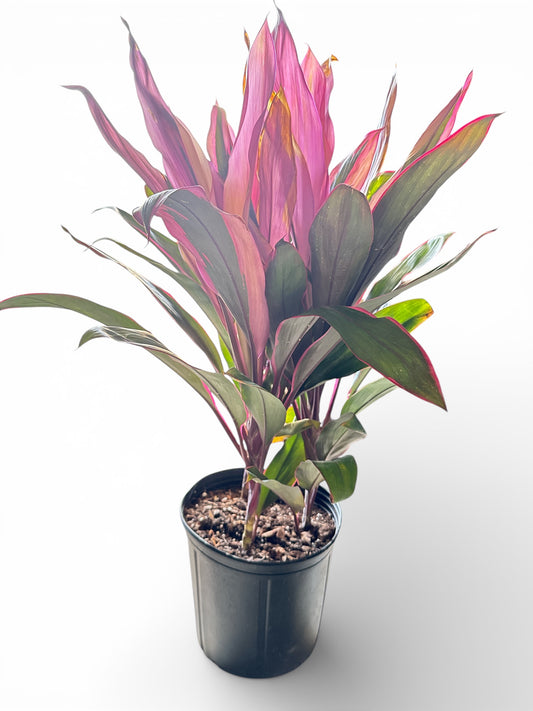 10" Cordyline Maria