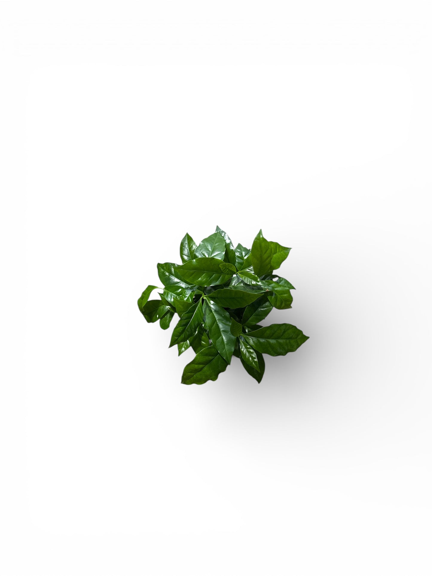 4" Coffee Plant