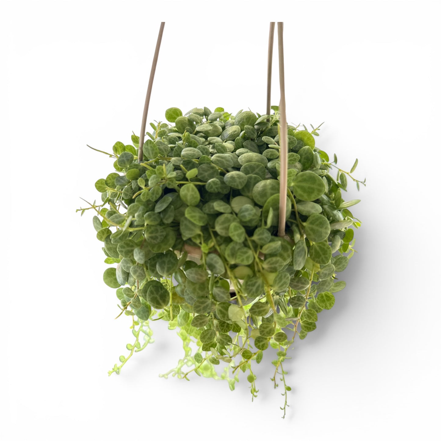 5" String of Turtles Hanging Basket