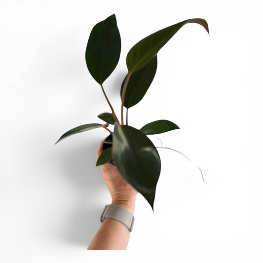 4" Philodendron Rojo Congo
