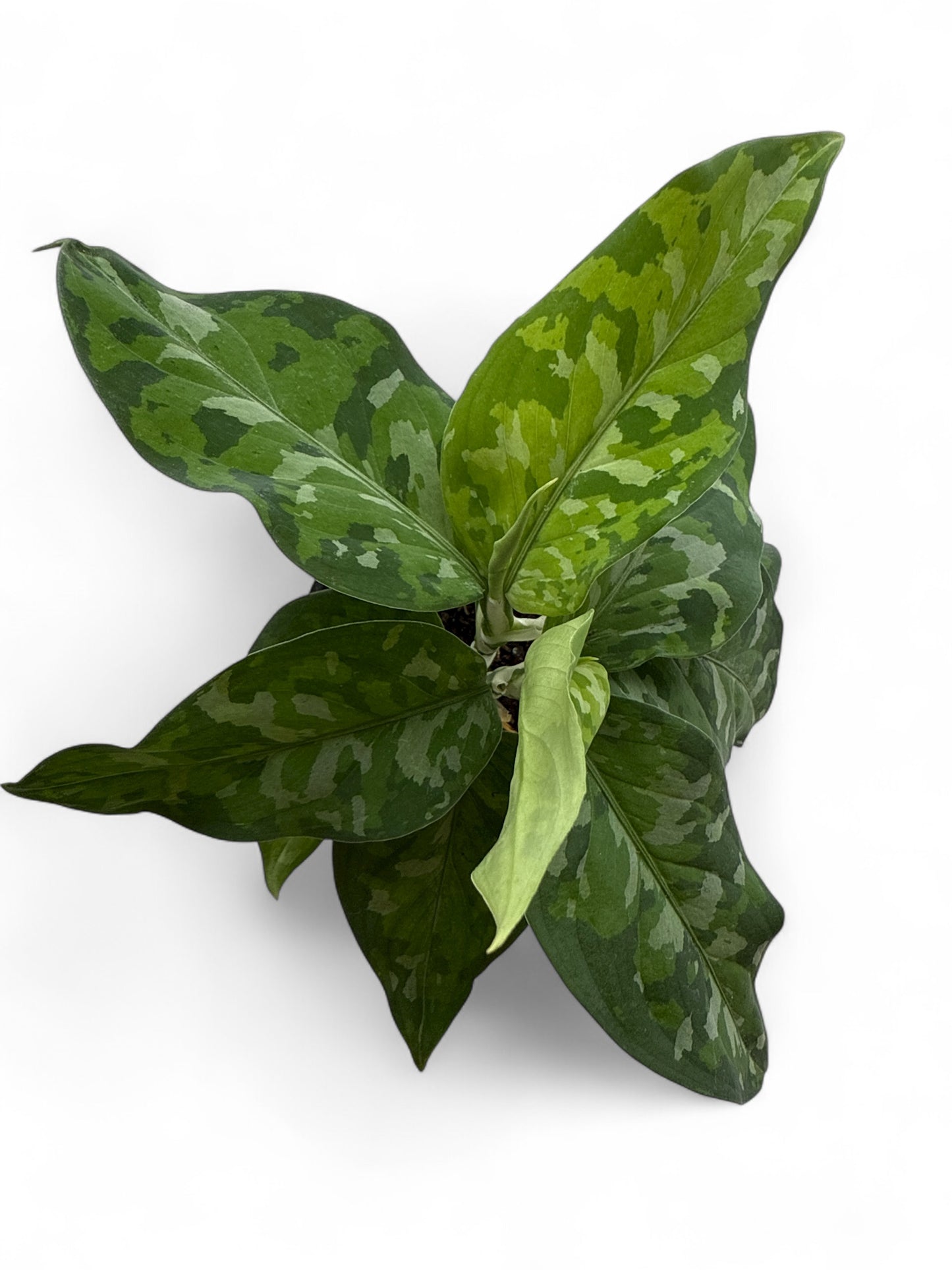 4” Aglaonema Pictum Tricolor