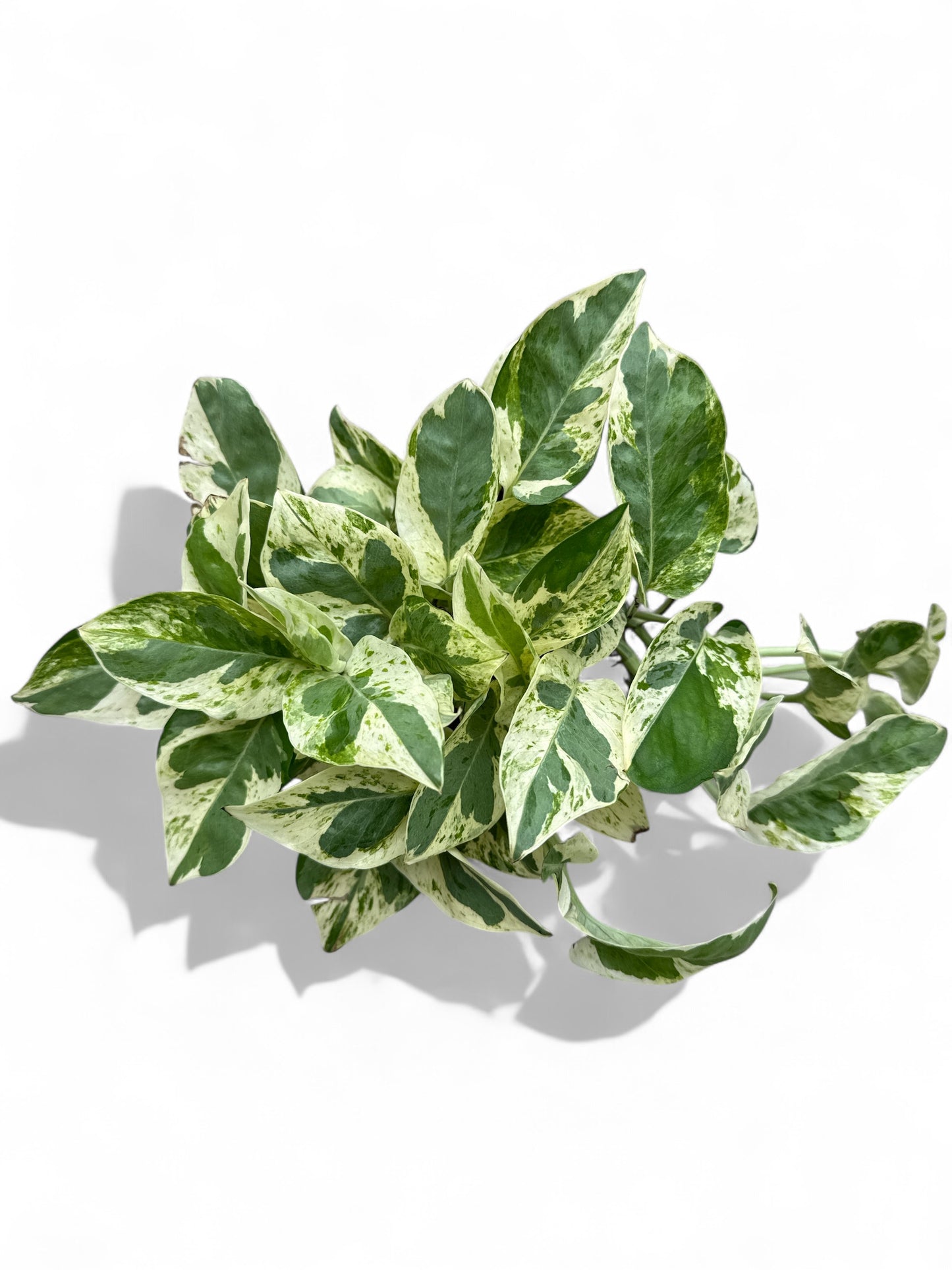 4” Pothos Pearls & Jade