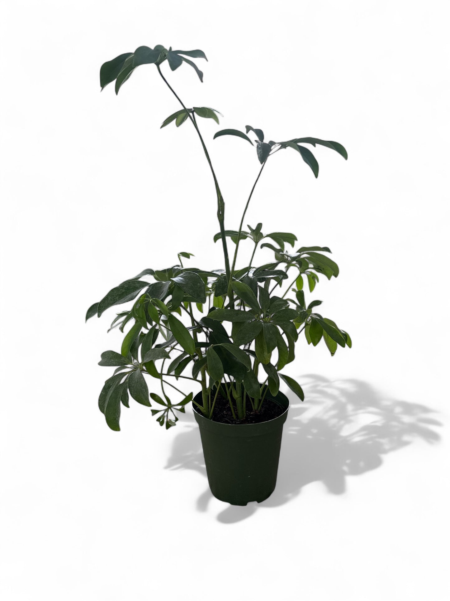 6" Schefflera Arboricola