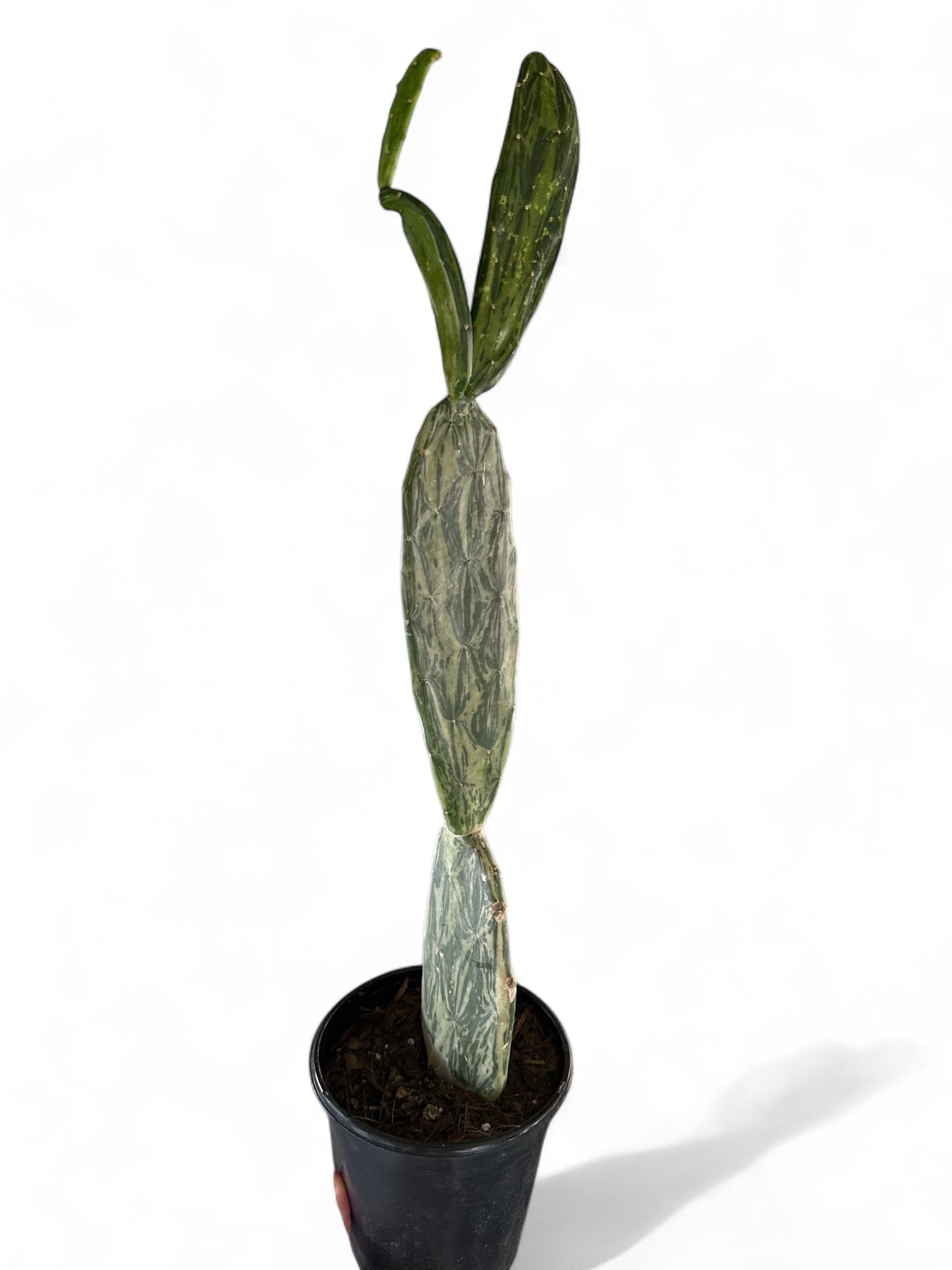 6” Cactus Prickly Pear Variegated