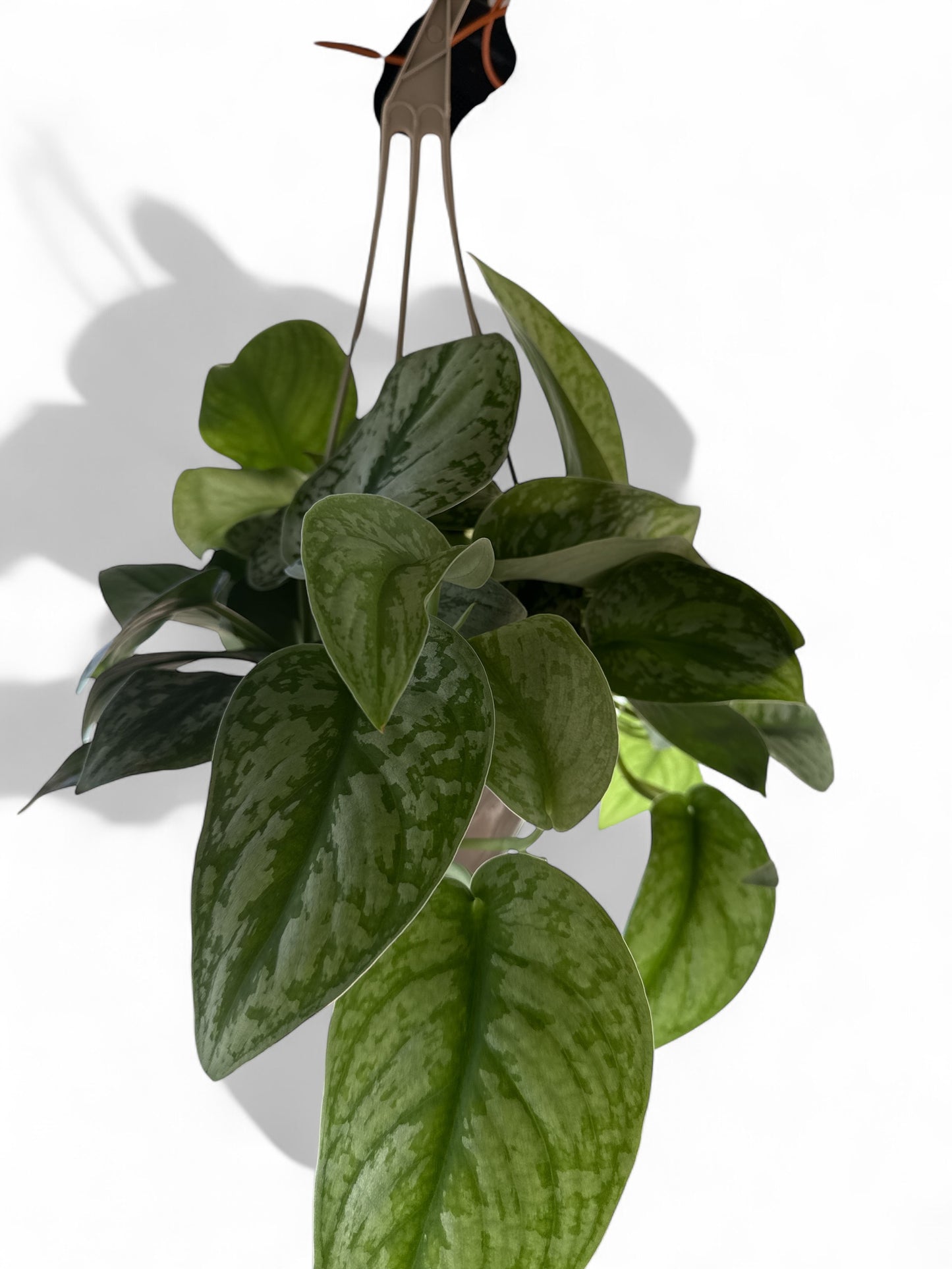 6" Pothos Silver Satin Hanging Basket