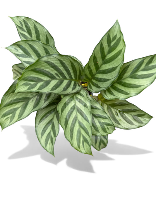 4” Calathea Concinna