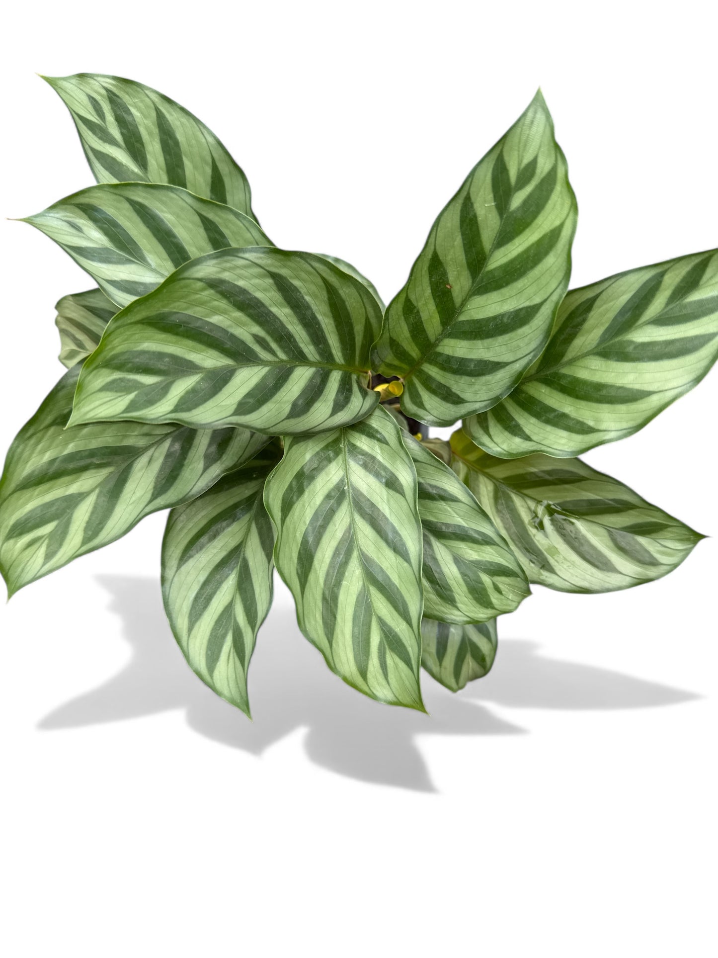 4” Calathea Concinna