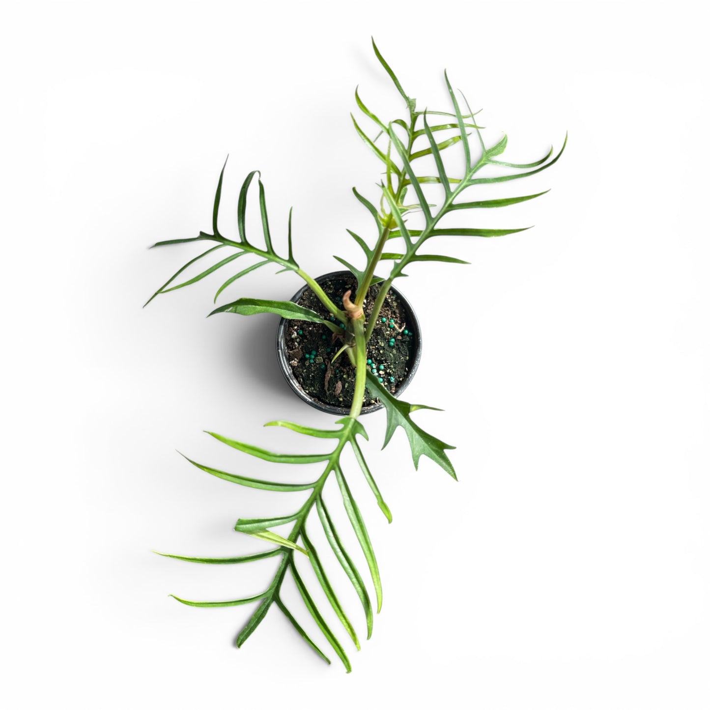 4" Philodendron Tortum