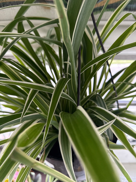 8" Spider Plant - Variegatum (HB)