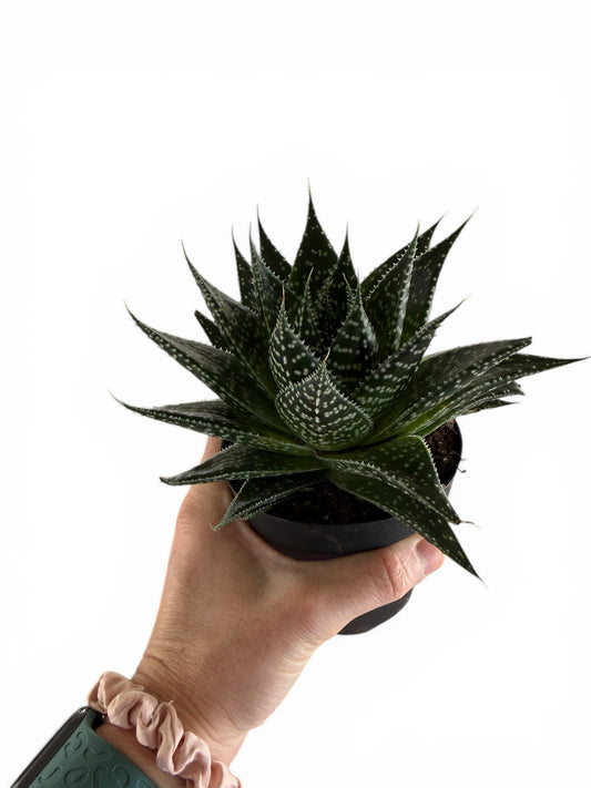 4” Haworthia Gasteria Mix