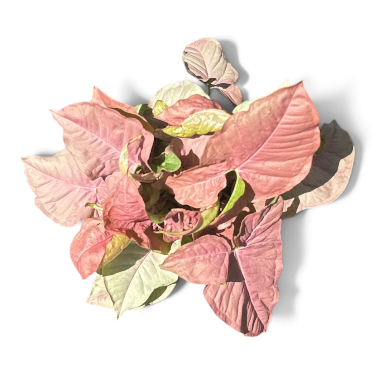 6" Nephthytis Butterfly Pink