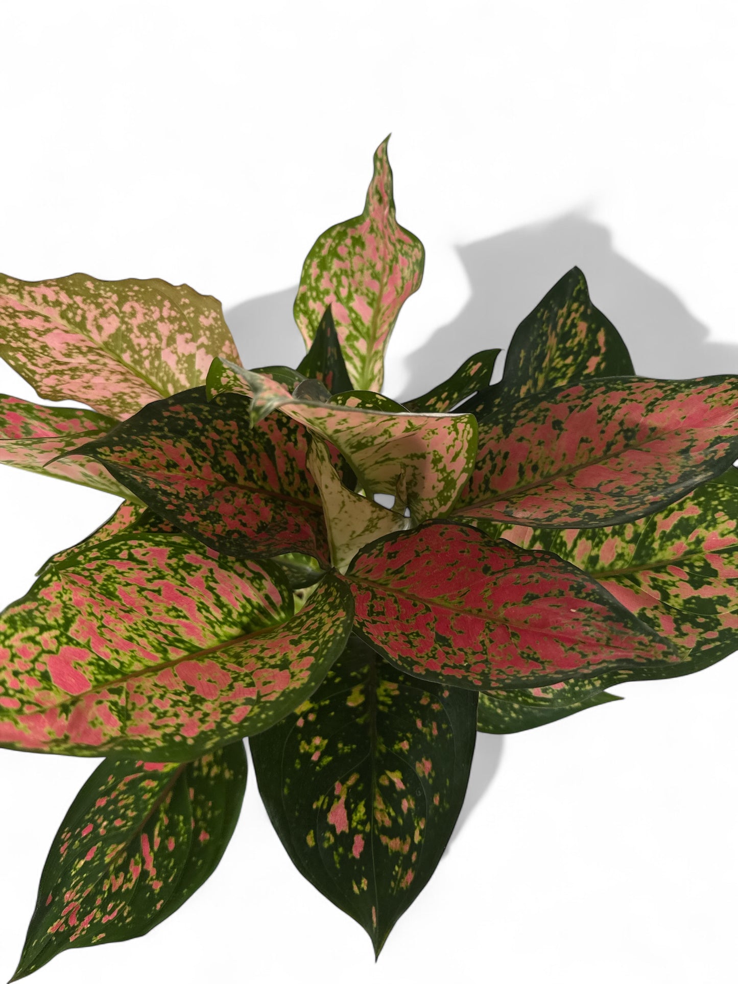 6" Aglaonema Pink