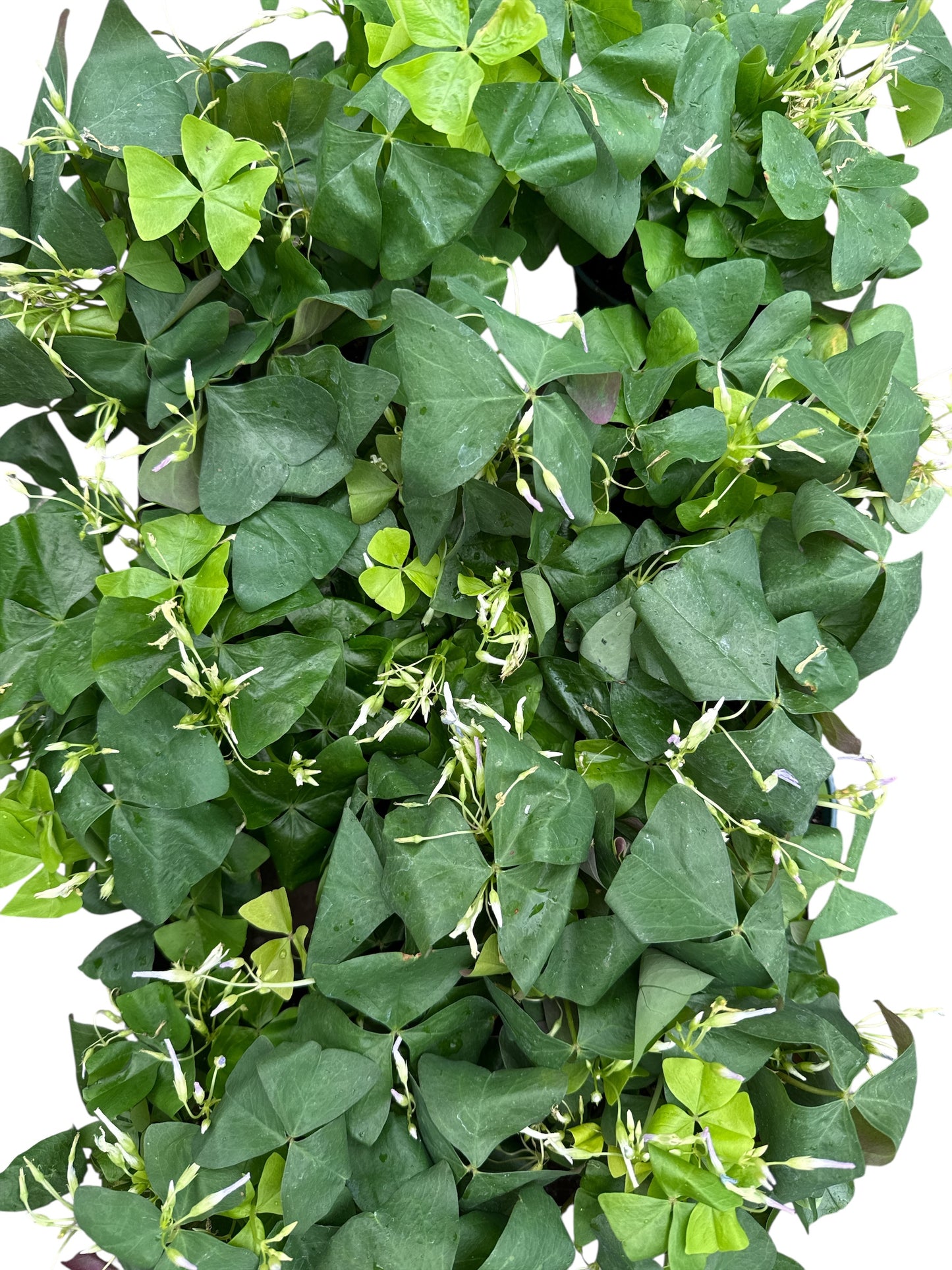 4” Green Oxalis Shamrock