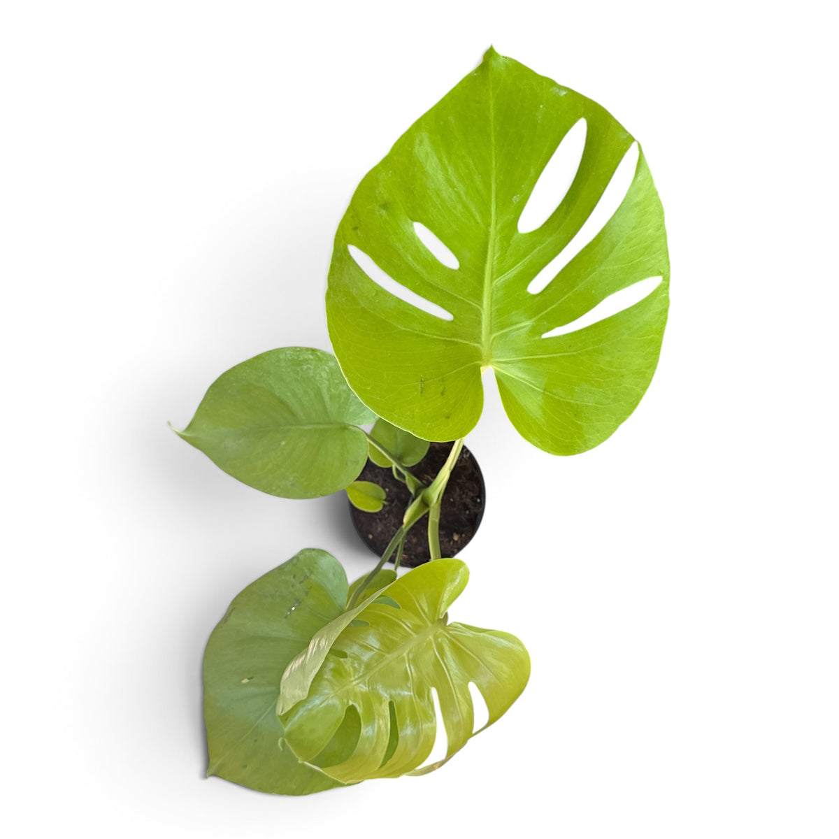 6" Monstera Golden Compact
