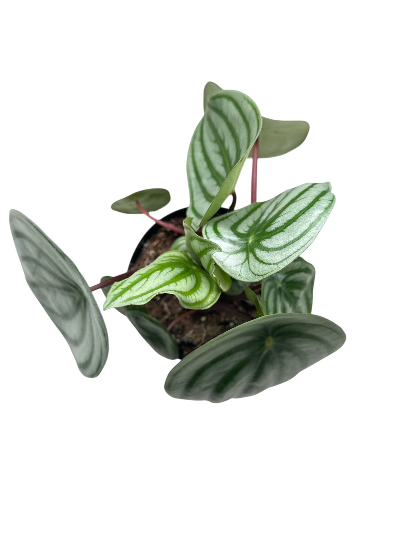 4" Peperomia Watermelon