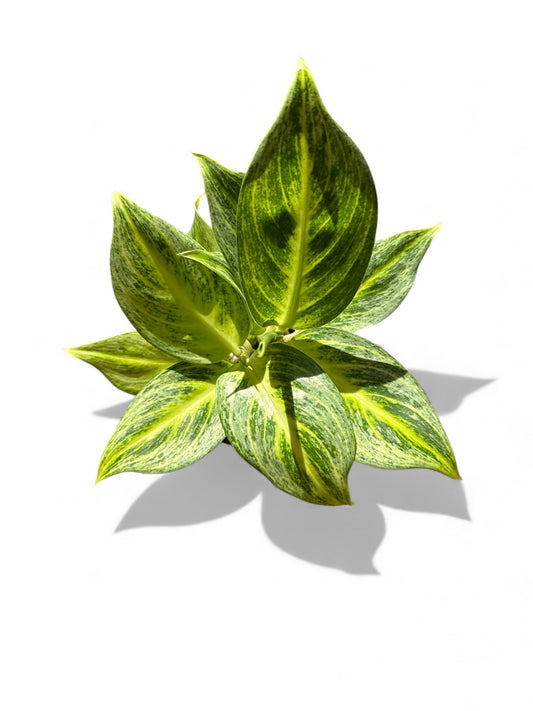 4” Aglaonema Lemon Honey