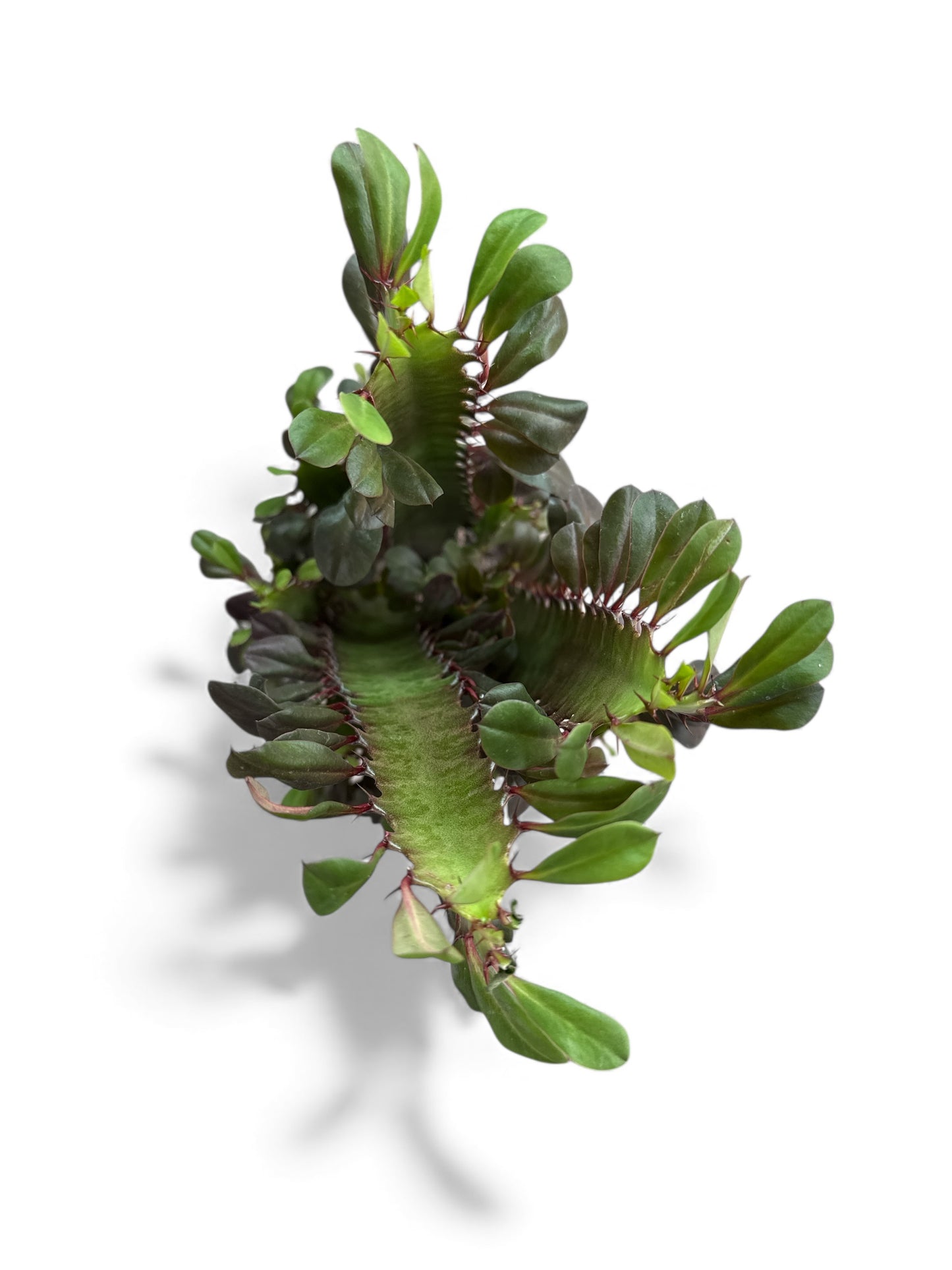 6” Cactus Cathedral Red