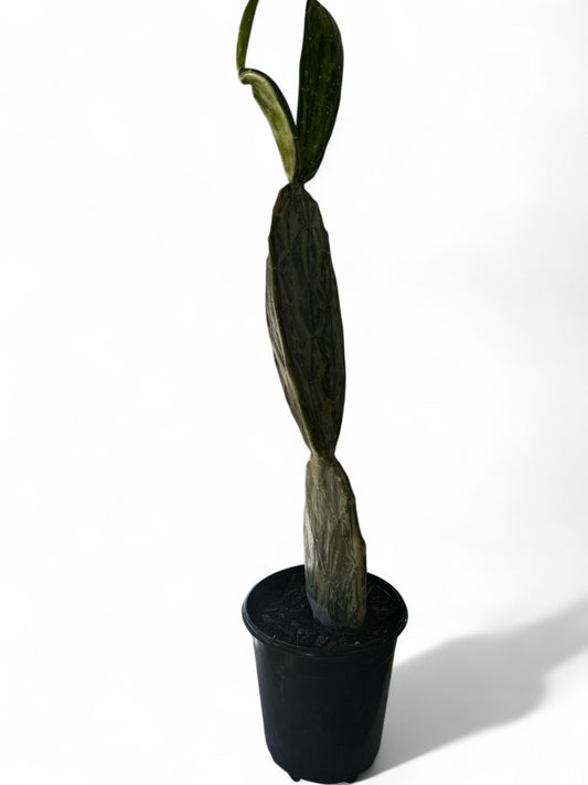 6” Cactus Prickly Pear Variegated