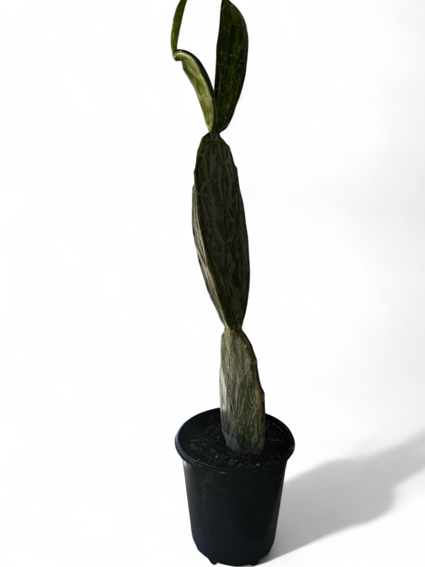 6” Cactus Prickly Pear Variegated