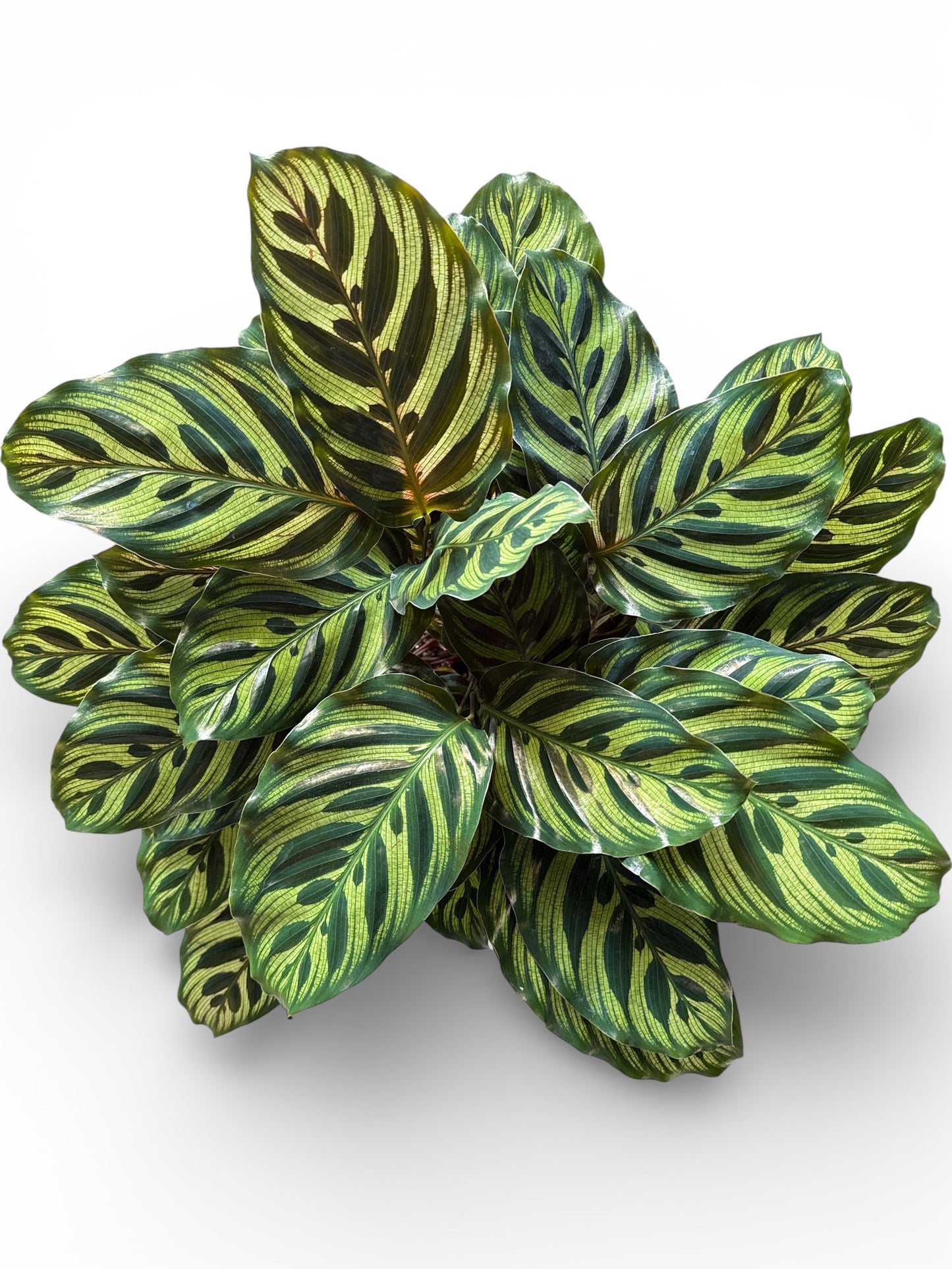 8" Calathea Peacock