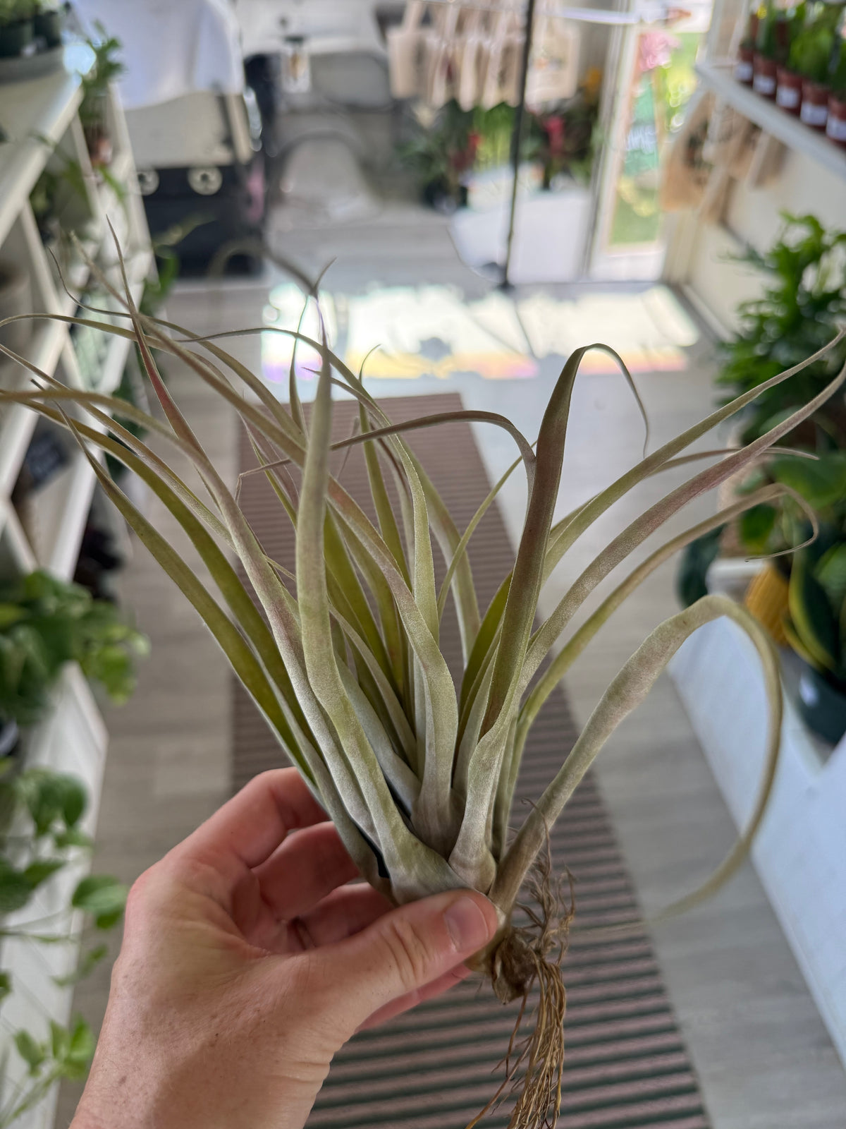 8” Tillandsia Air Plant