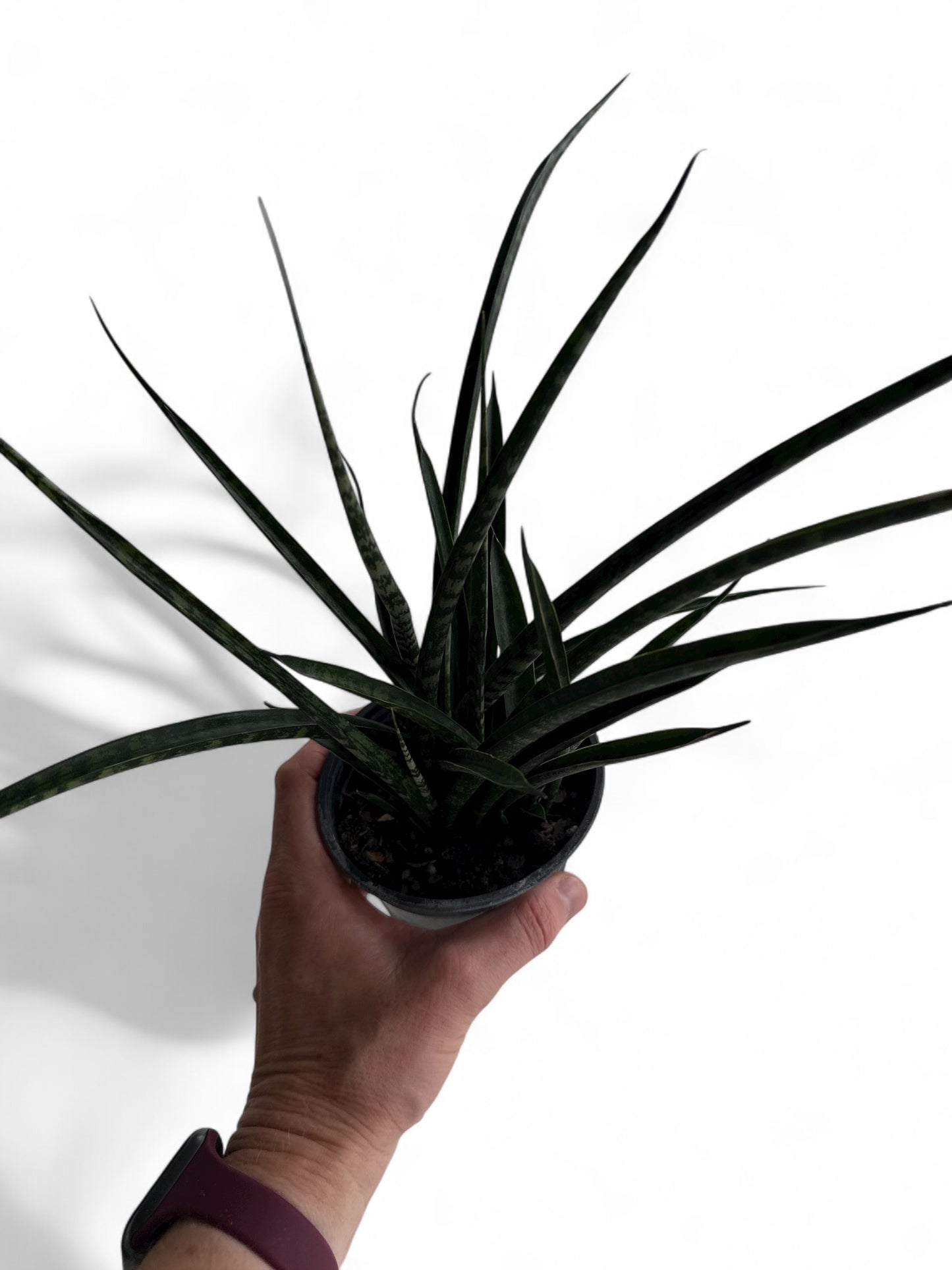 4” Sansevieria Fernwood