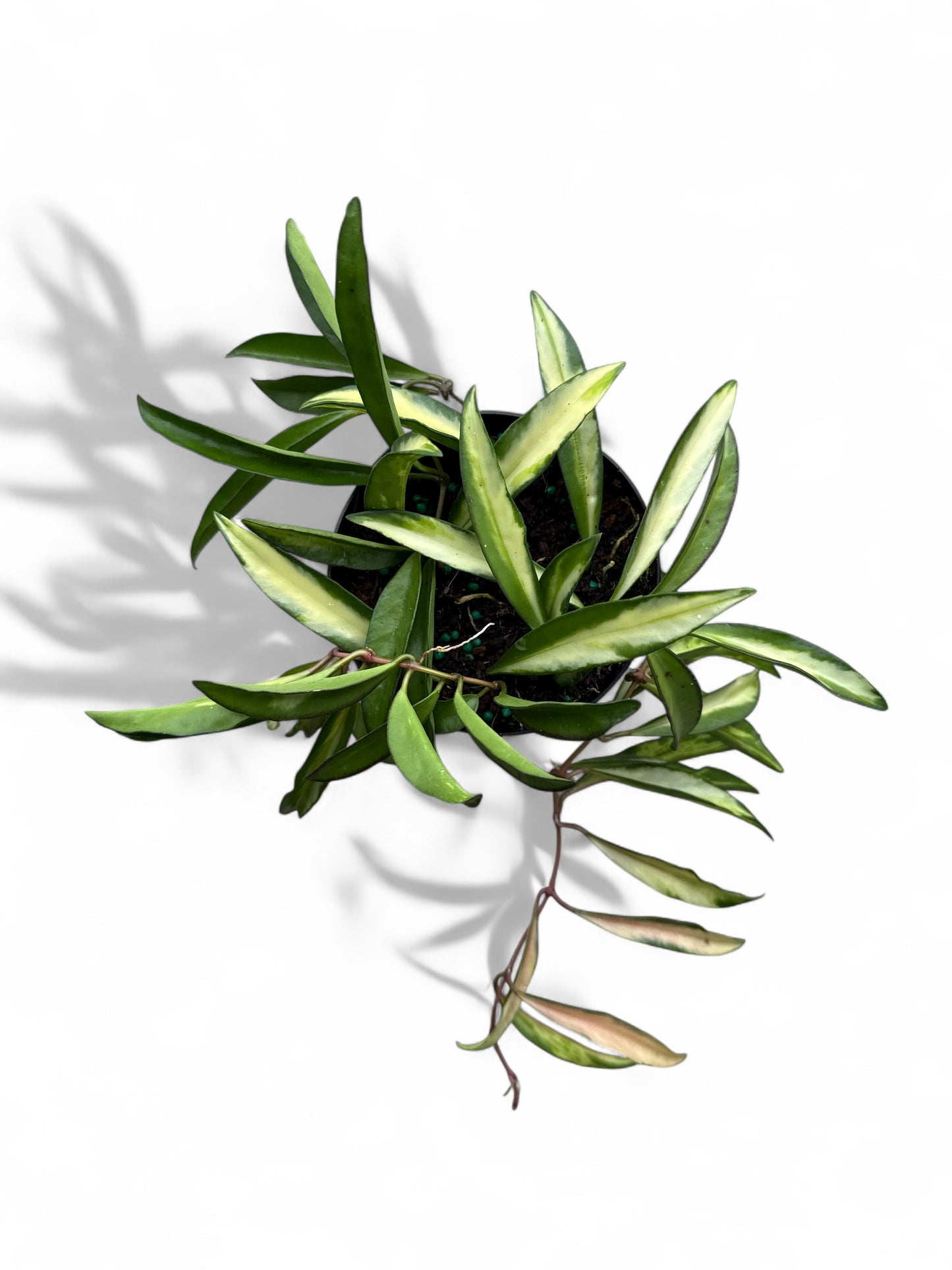 4” Hoya Premium Wayetti