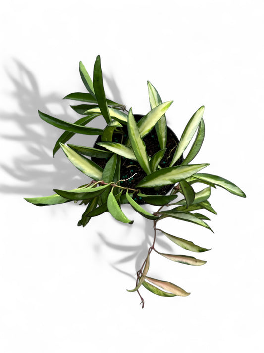 4” Hoya Premium Wayetti