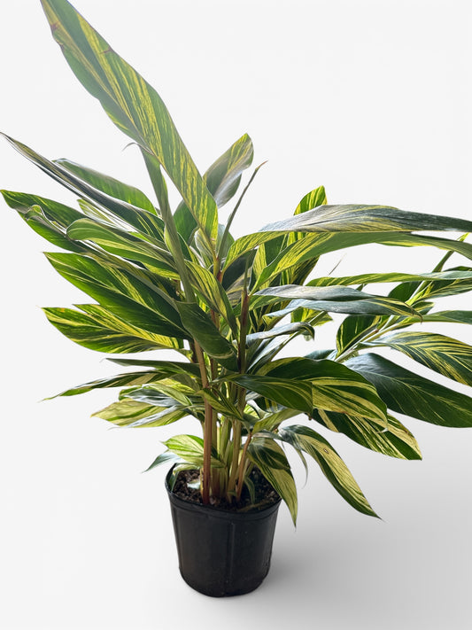 10" Ginger Variegated