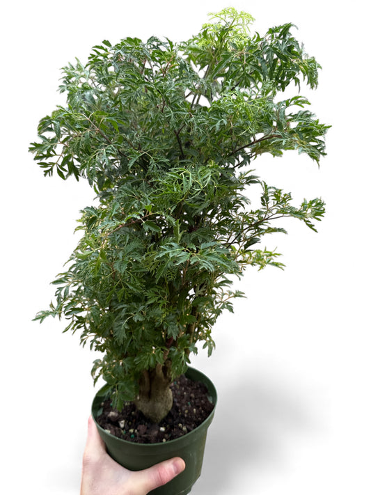 6” Aralia Ming Stump