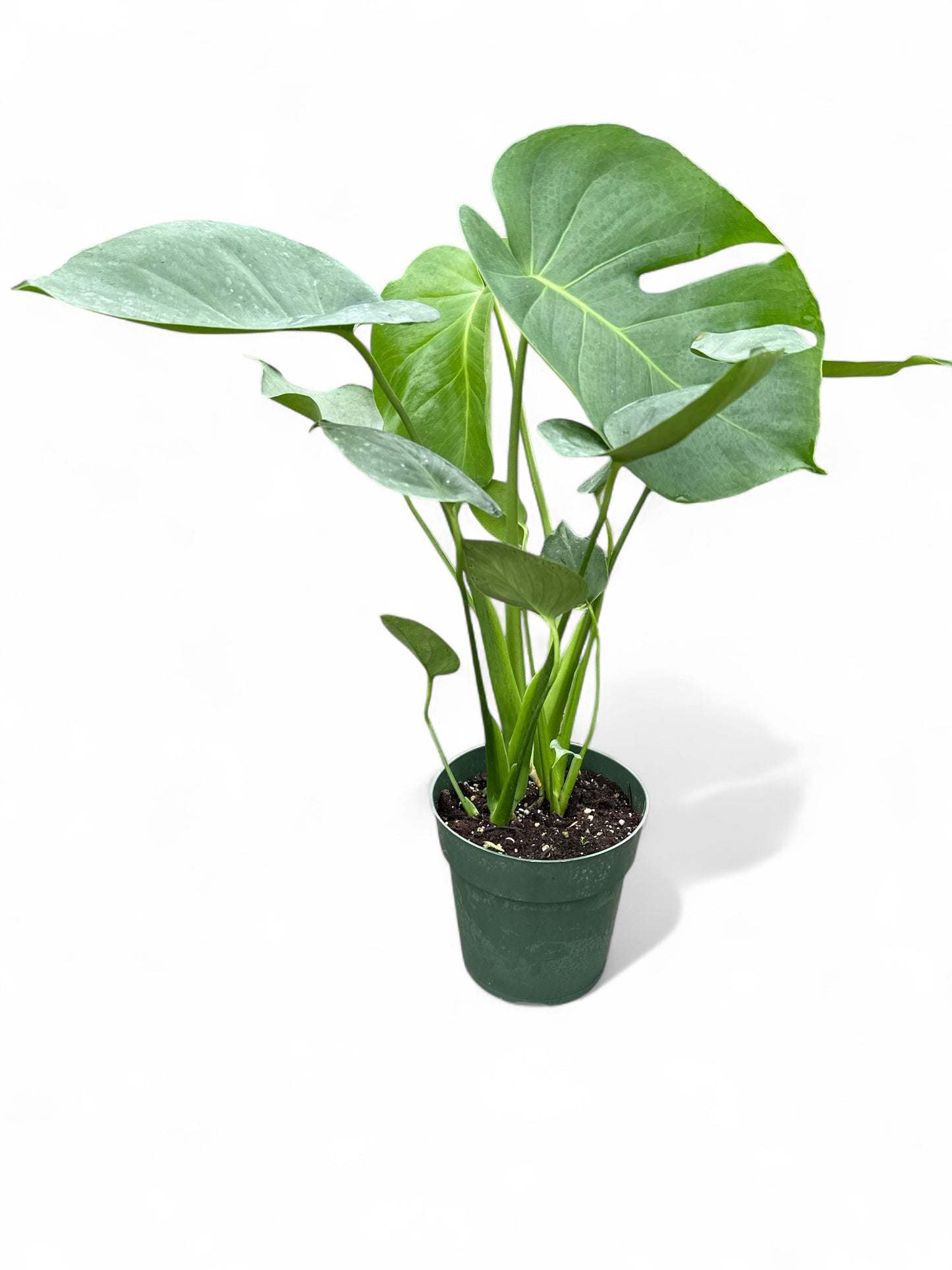 6" Philodendron Split Leaf / Monstera