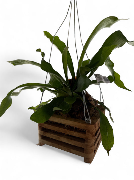 6" Teak Hanging Basket Staghorn Fern