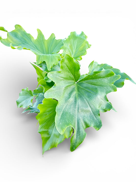 6" Philodendron Lickety Split