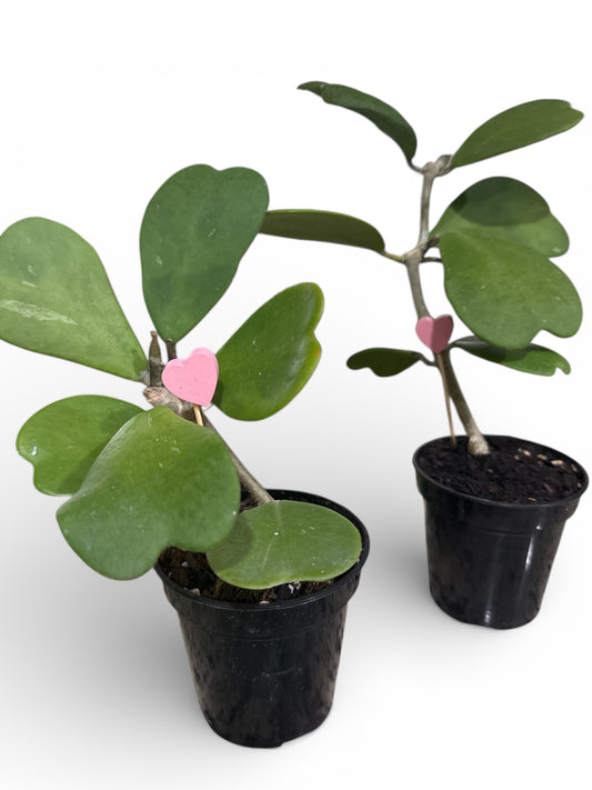 4” Hoya Kerri Heart Trailing