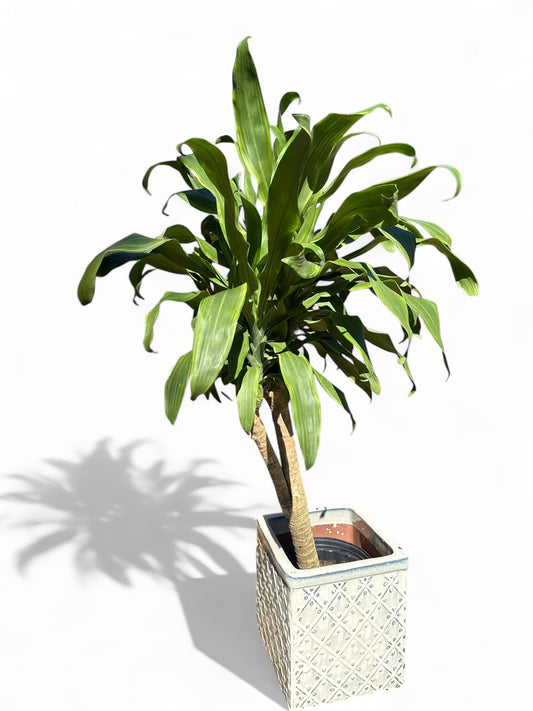 10” Dracaena Santa Rosa Stump