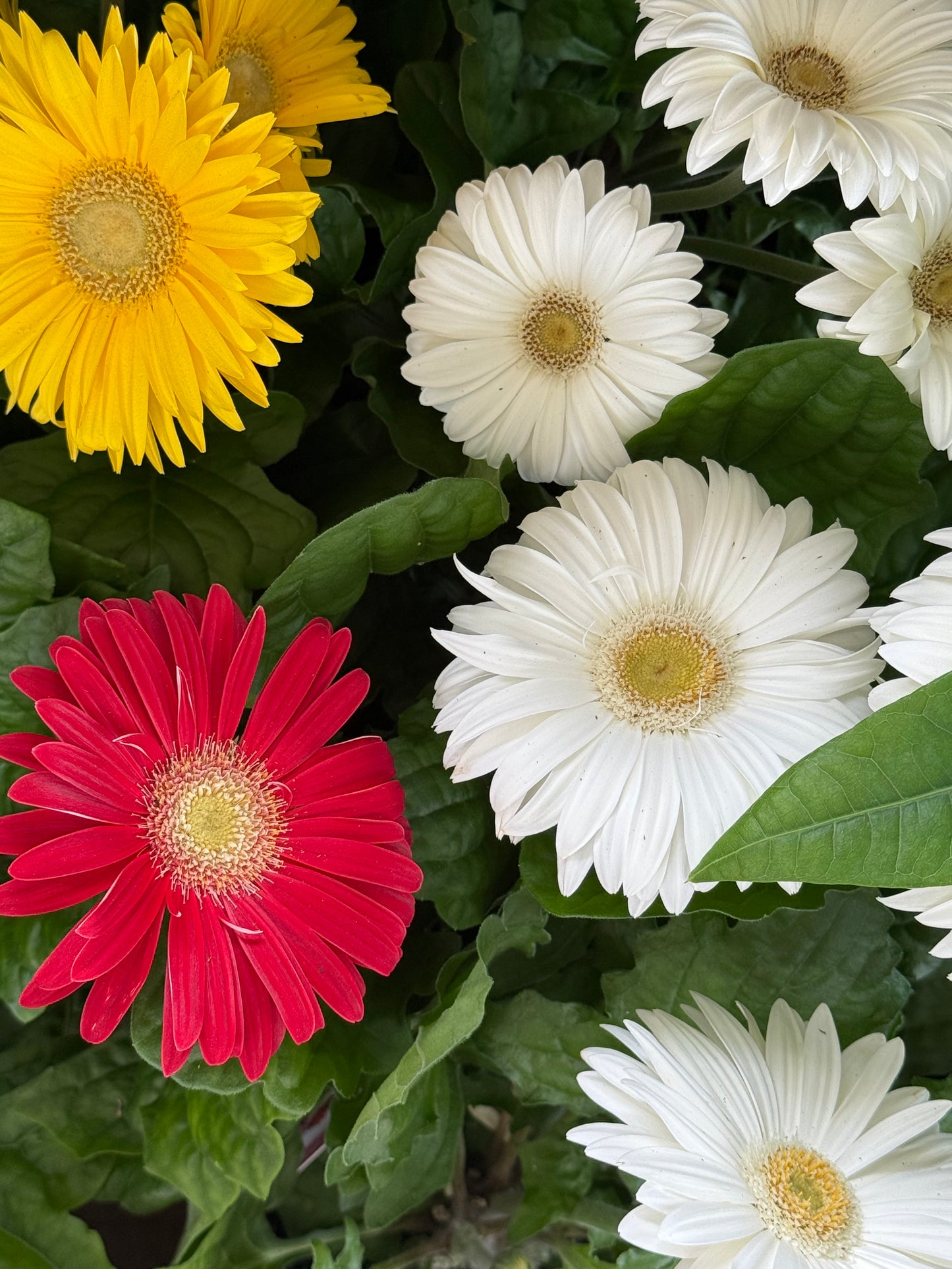 6" Gerbera Daisy
