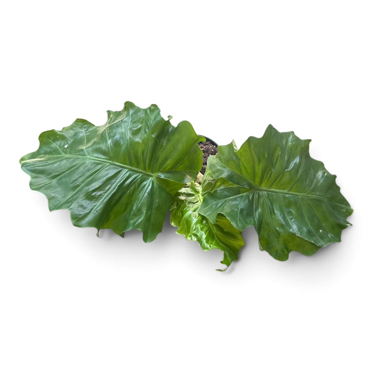 6" Alocasia Low Rider