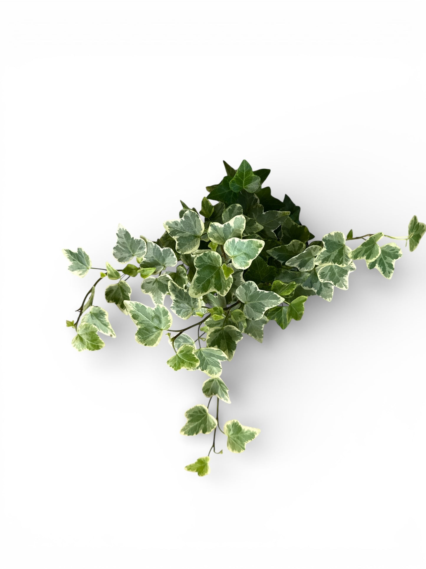4" Ivy White Variegated