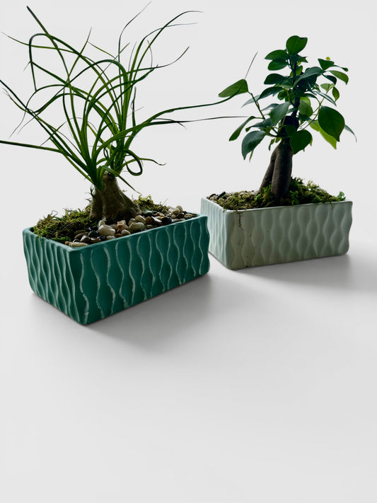 Coastal Reserve Bonsai