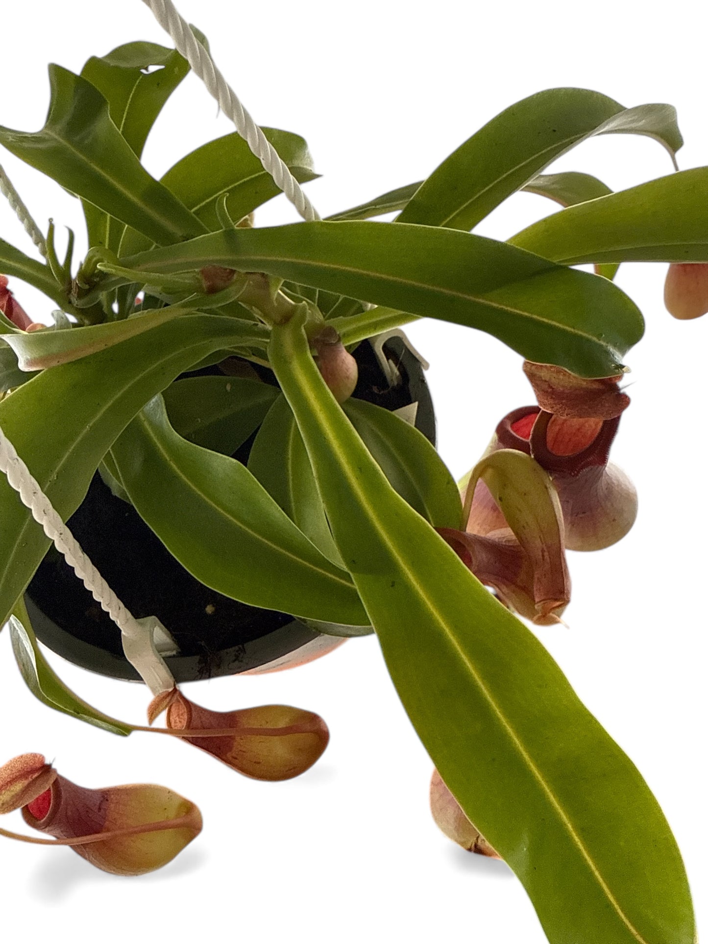 6” Pitcher Plant HB