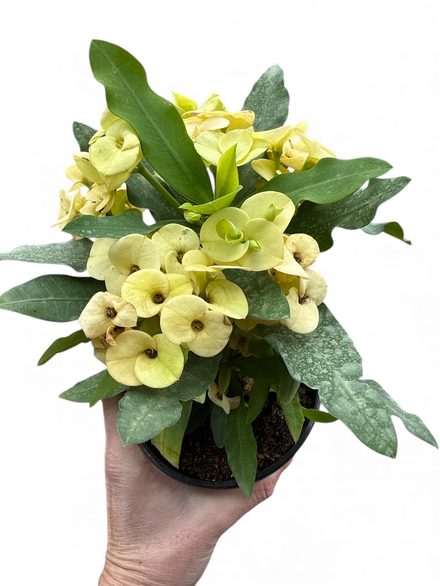 5” Crown of Thorns