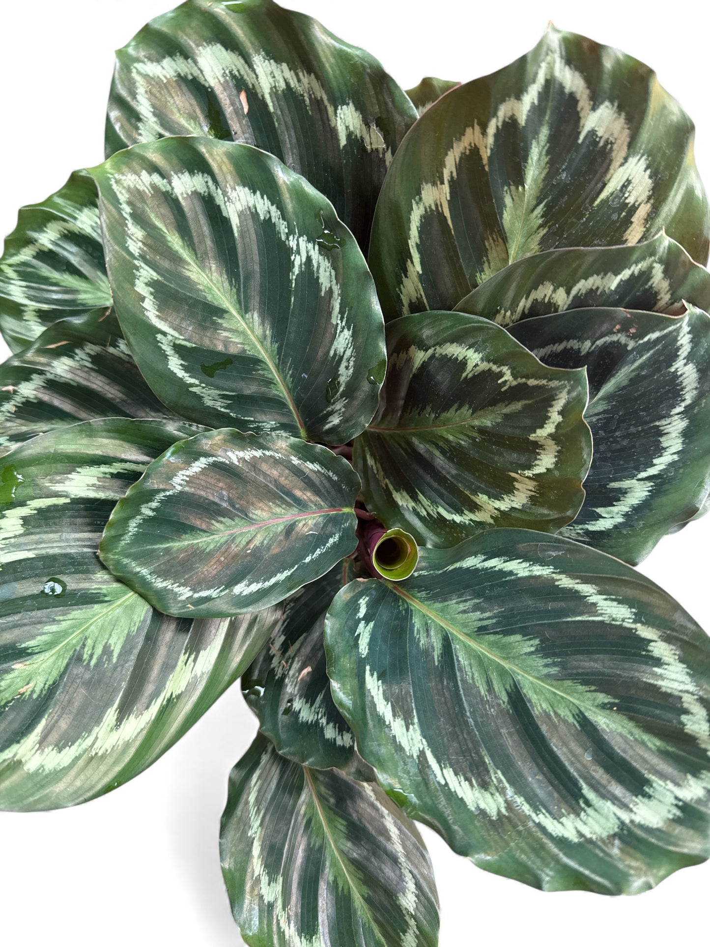 6” Calathea Medallion