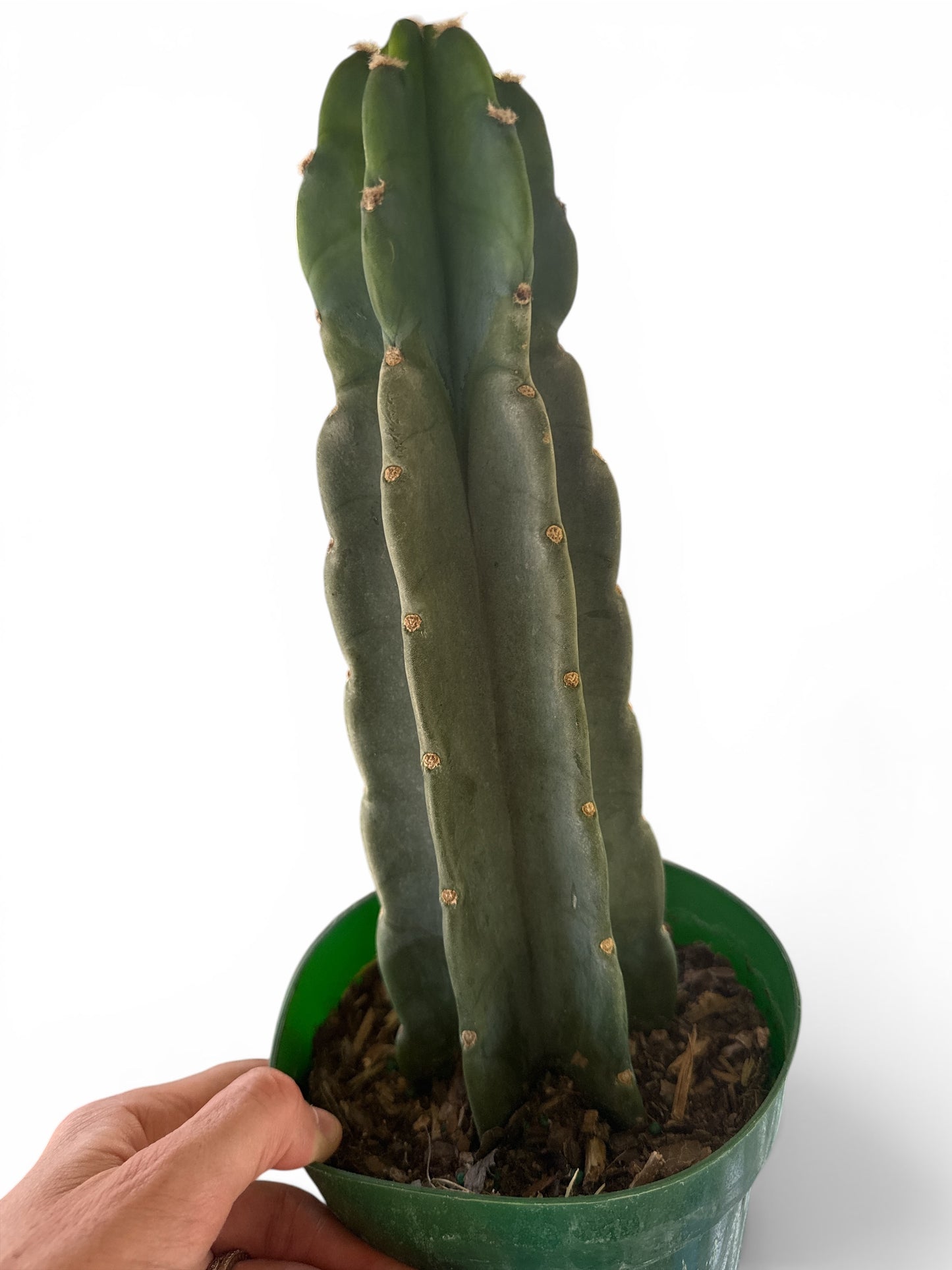 6" Cactus Cuddley