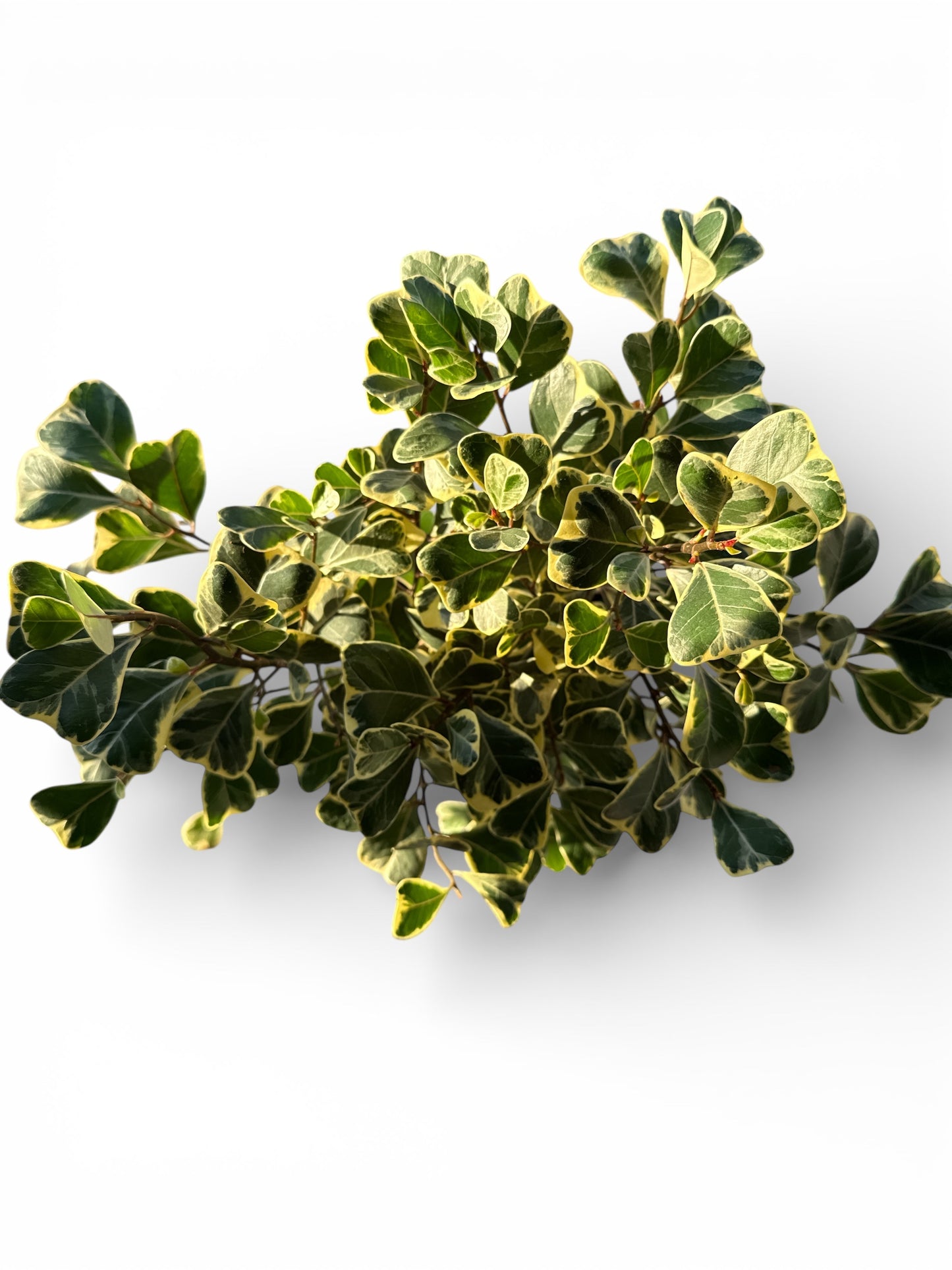 6" Ficus Triangularis