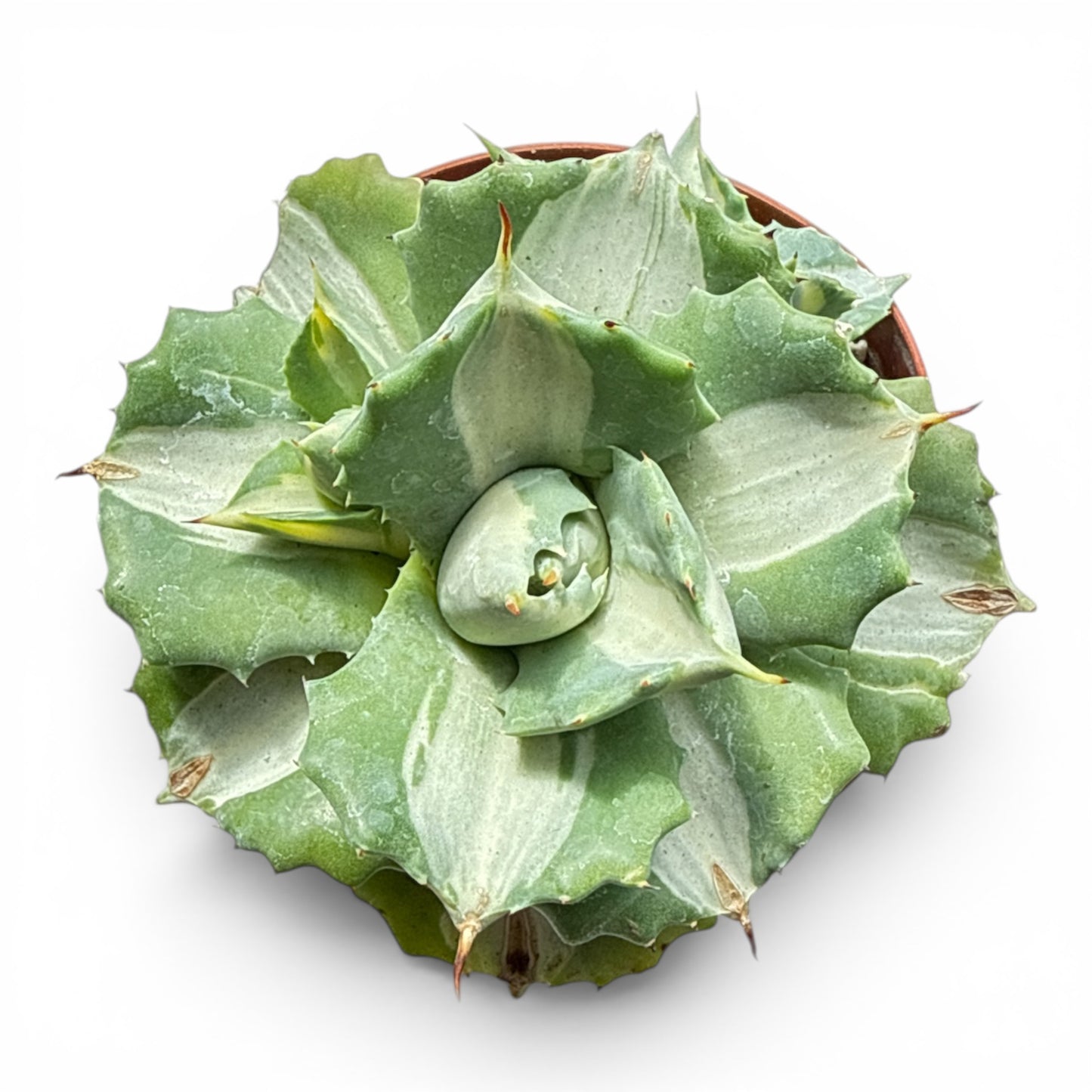 4" Agave