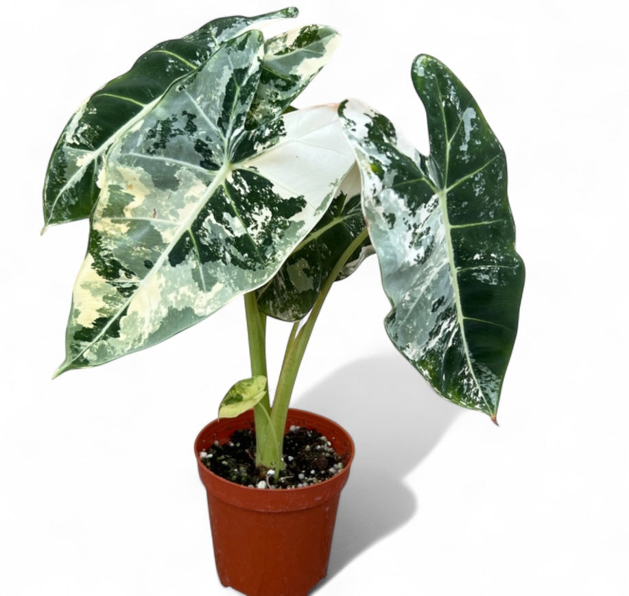 4” Alocasia Frydeck Variegated