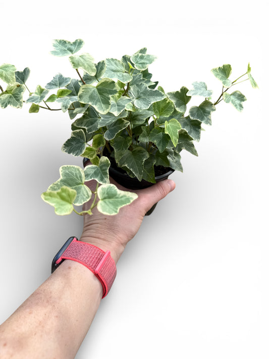 4" Ivy White Variegated