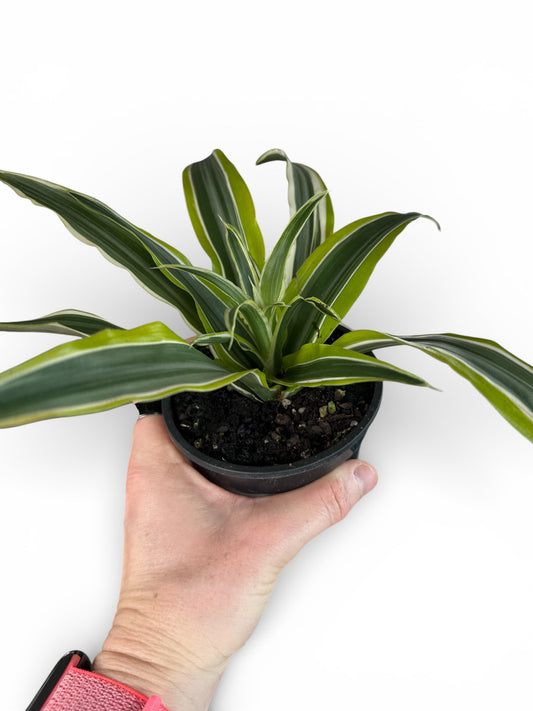 4" Dracaena Warnecki Compacta