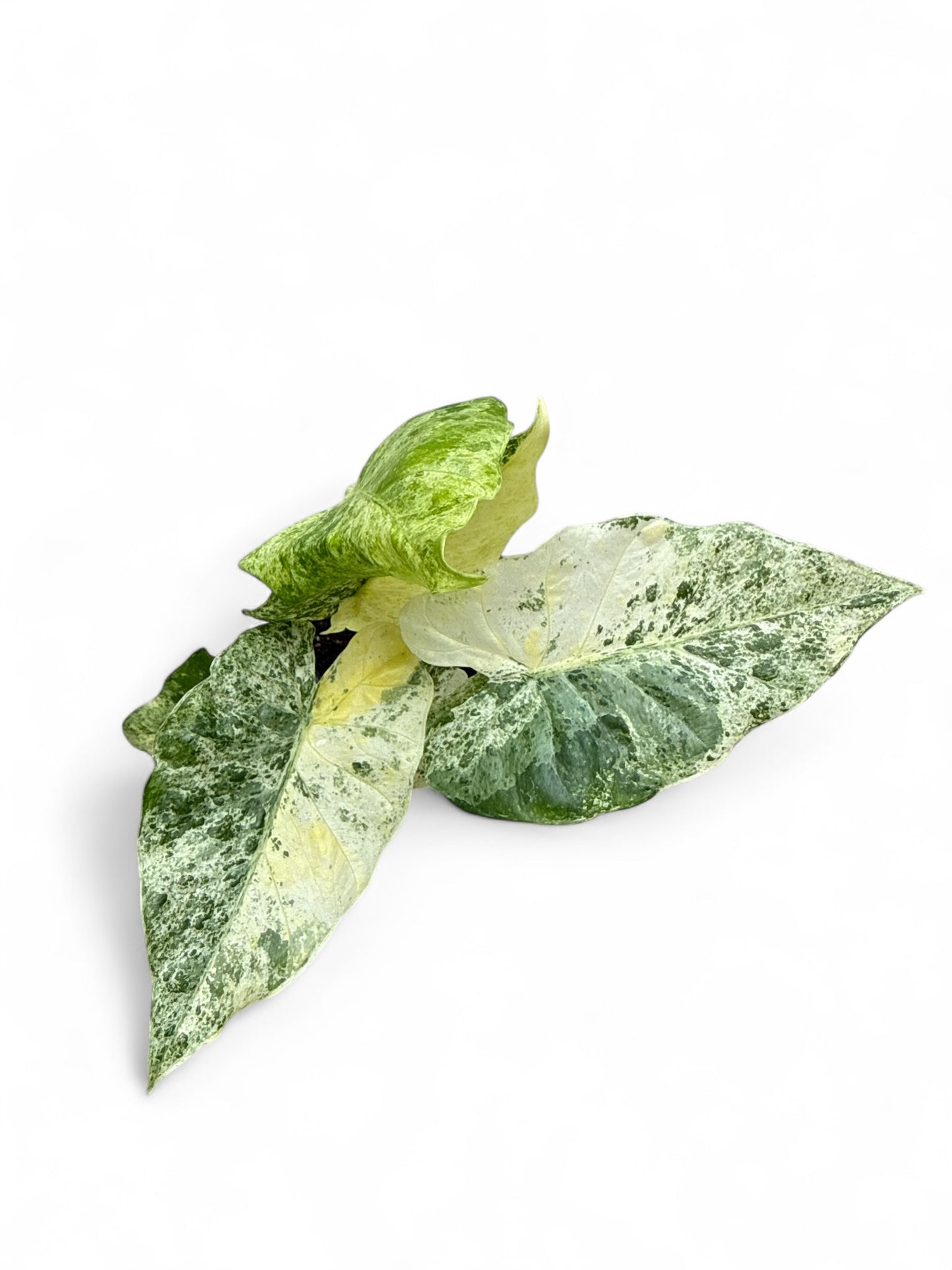 4” Alocasia Odora Batik